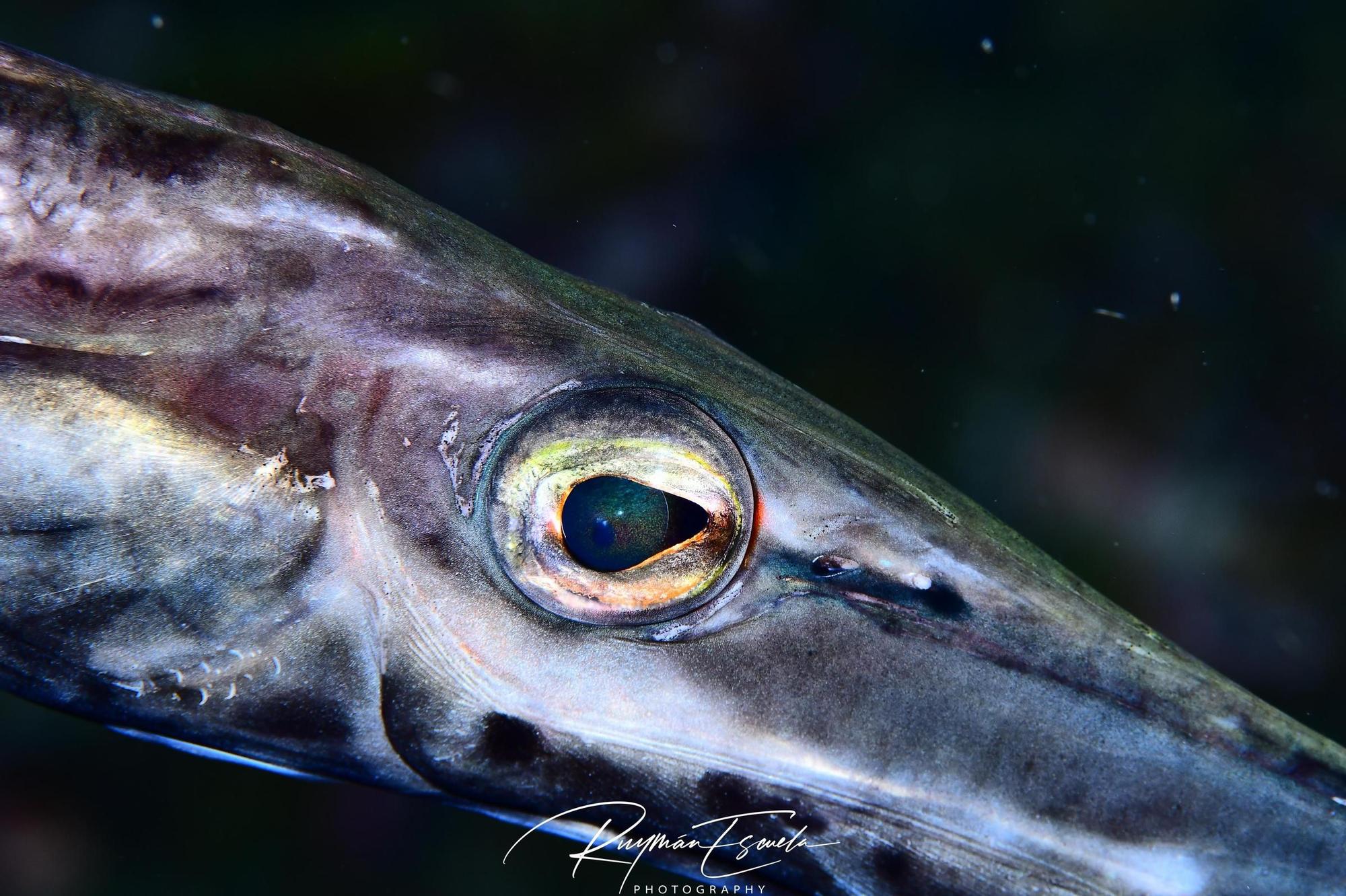Imágenes del Campeonato de Foto Submarina de El Hierro