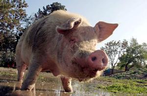 En Riudarenes han sido testigos de la era dorada del cerdo español