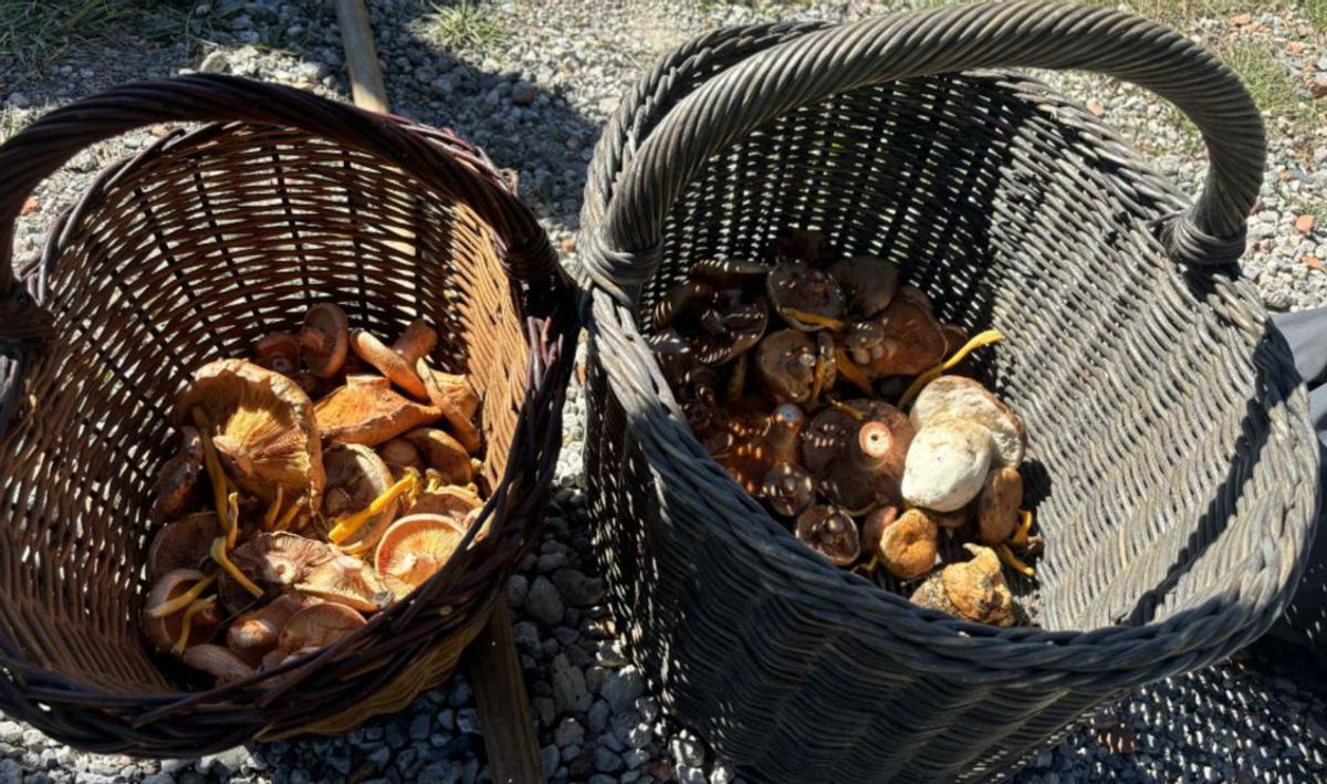 Dos cistells amb rovellons i ceps que van trobar un grup d’aficionats | ARIADNA GOMBAU