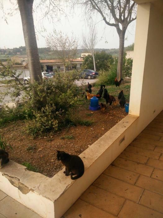 El PAC de Vilafranca se llena de gallos, gallinas y gatos