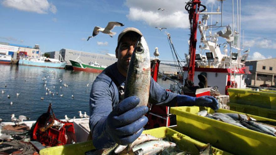Un marinero sostiene un ejemplar de sardina en el Puerto de Vigo