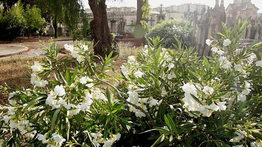 La empresa adjudicataria se encargará del mantenimiento de los jardines del cementerio.