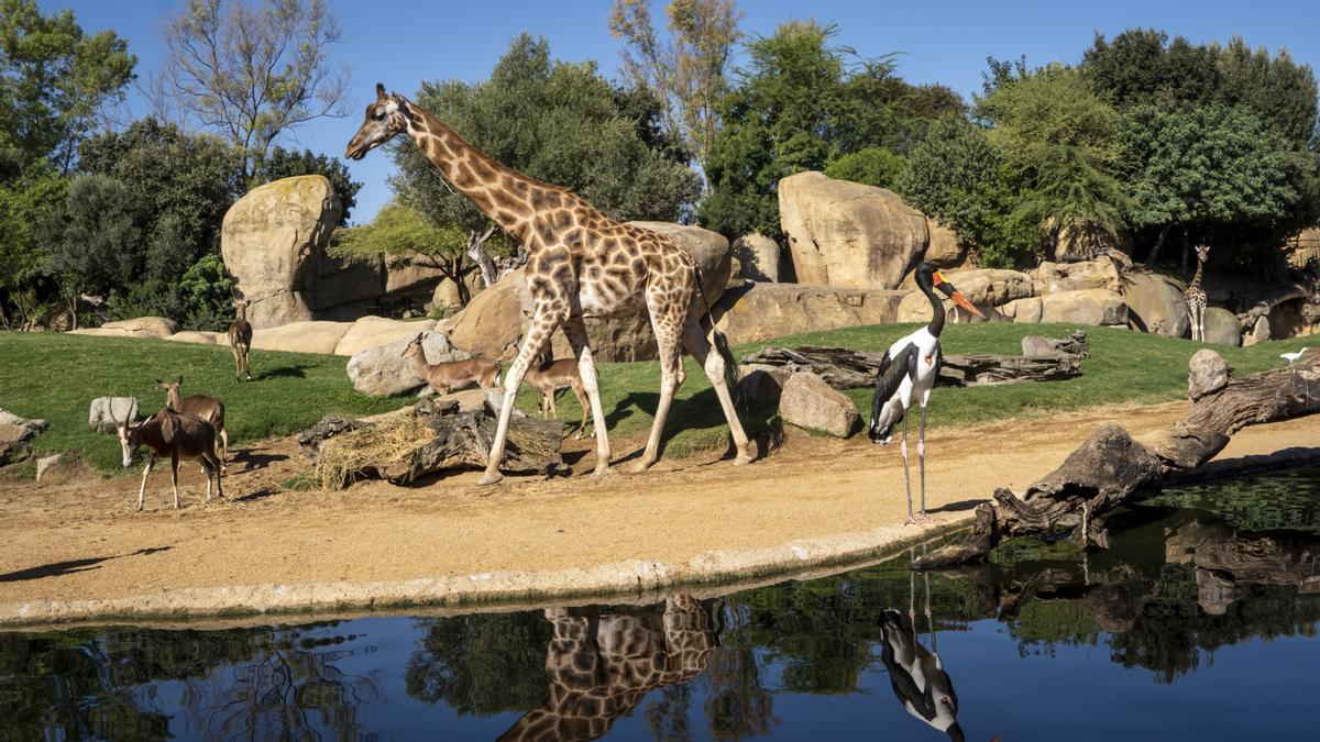 Jirafa, antílopes y jabirú en la sabana africana en Bioparc València