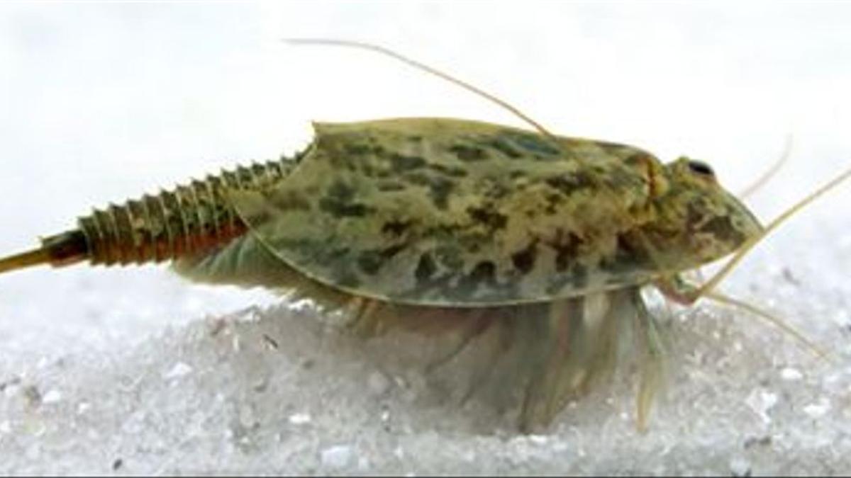 Un ejemplar de Triops cancriformis.