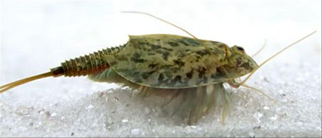 Un ejemplar de Triops cancriformis.