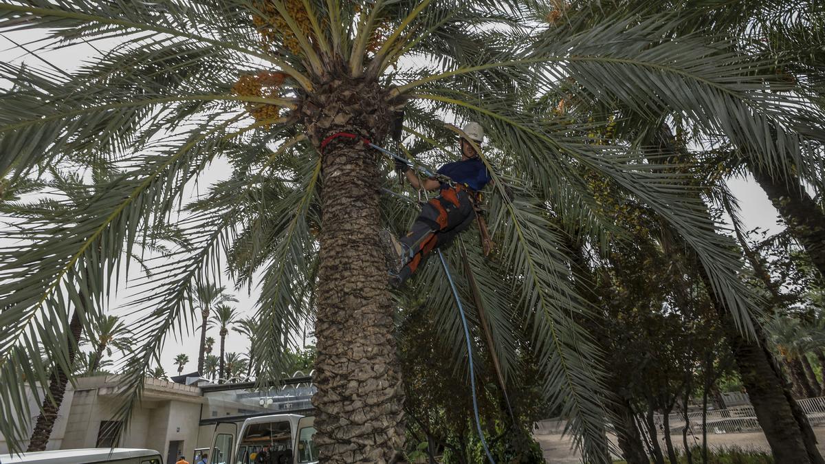 Trabajos en el Palmeral de Elche para la poda de ejemplares