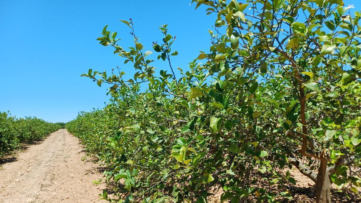 Imagen de un campo de limoneros, la explotación más vulnerable al virus de la clorosis.
