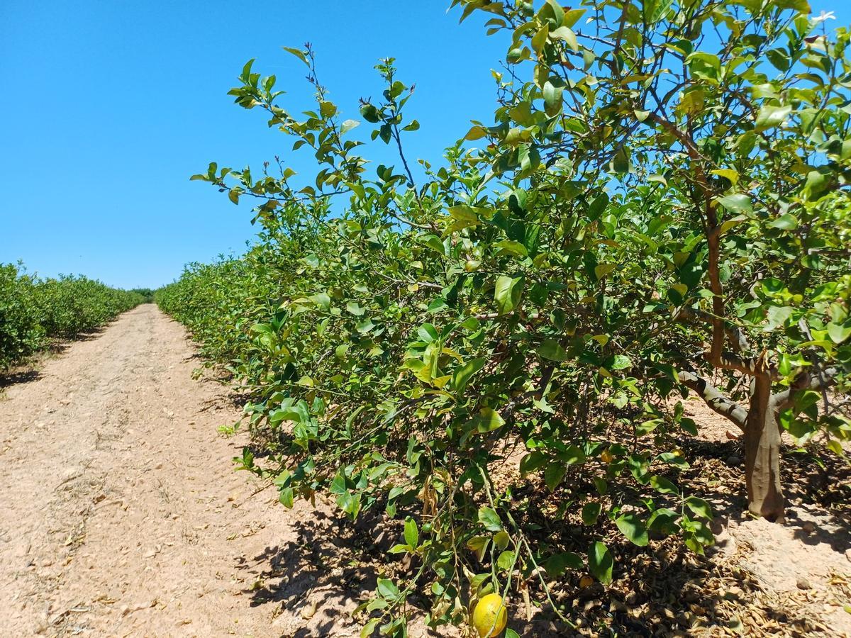 Imagen de un campo de limoneros, la explotación más vulnerable al virus de la clorosis.