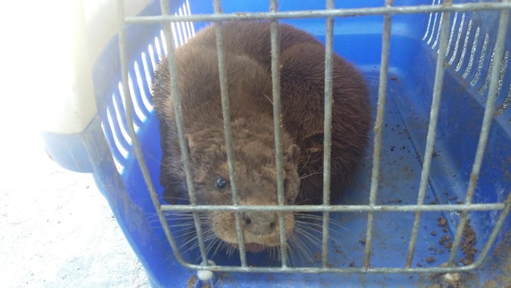 Los animales rescatados por la Policía Local en el último año