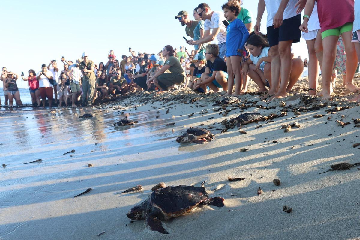 Las tortugas de Ibiza vuelven al mar tras un año Las tortugas de Ibiza vuelven al mar tras un año