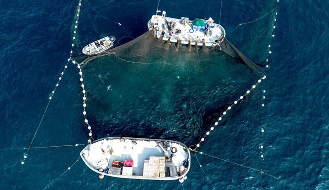 Así es la última almadraba activa del Mediterráneo