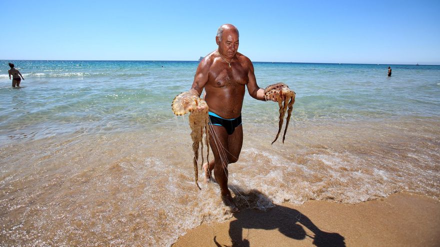 Temor en la playa de Levante de Benidorm por la llegada de medusas
