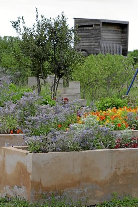 In ihrem Garten bei Sencelles züchtet Heide Göbel wilde Kräuter, Gemüse sowie Zierpflanzen mit Blüten, die nicht nur essbar sind, sondern richtig gut schmecken.