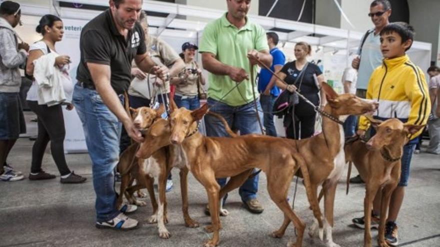 Día de Perros en el Edificio Miller