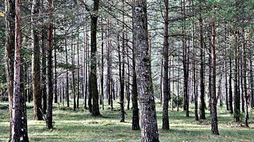 Bosc de Castellar del Riu sense boletaires aquests dies