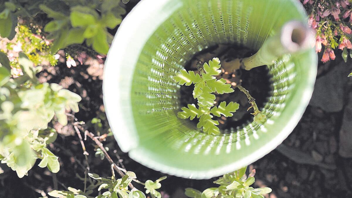 Por cada árbol plantado, una bocanada de aire