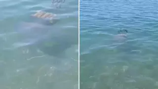 Alerta amarilla en las playas de Málaga: las medusas vuelven a la Costa del Sol
