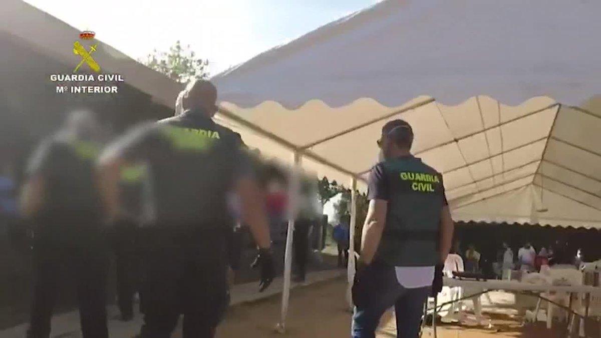 La Guardia Civil ha denunciado en el Palmar de Troya (Sevilla) a 83 personas en una reunión de 120 en la que se apostaba en peleas de gallos clandestinas y quienes al verse sorprendidos comenzaron a huir.