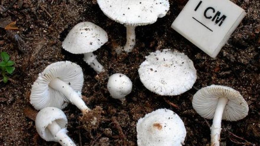 Neuer Pilz in strahlendem Weiß: der &quot;Leucoagaricus viridariourum&quot;.