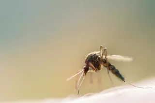 El mosquit tigre ja s’ha establert en el 89% de municipis de la província