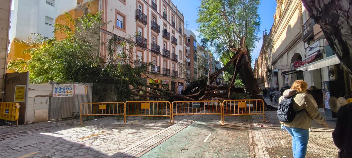 FOTOGALERÍA | Una palmera cae sobre un coche en Kansas City y un árbol se desploma en San Jacinto