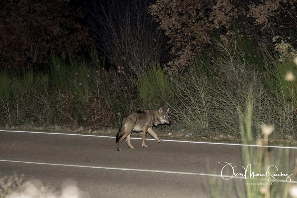 Los lobos se pasean por el asfalto en Sanabria