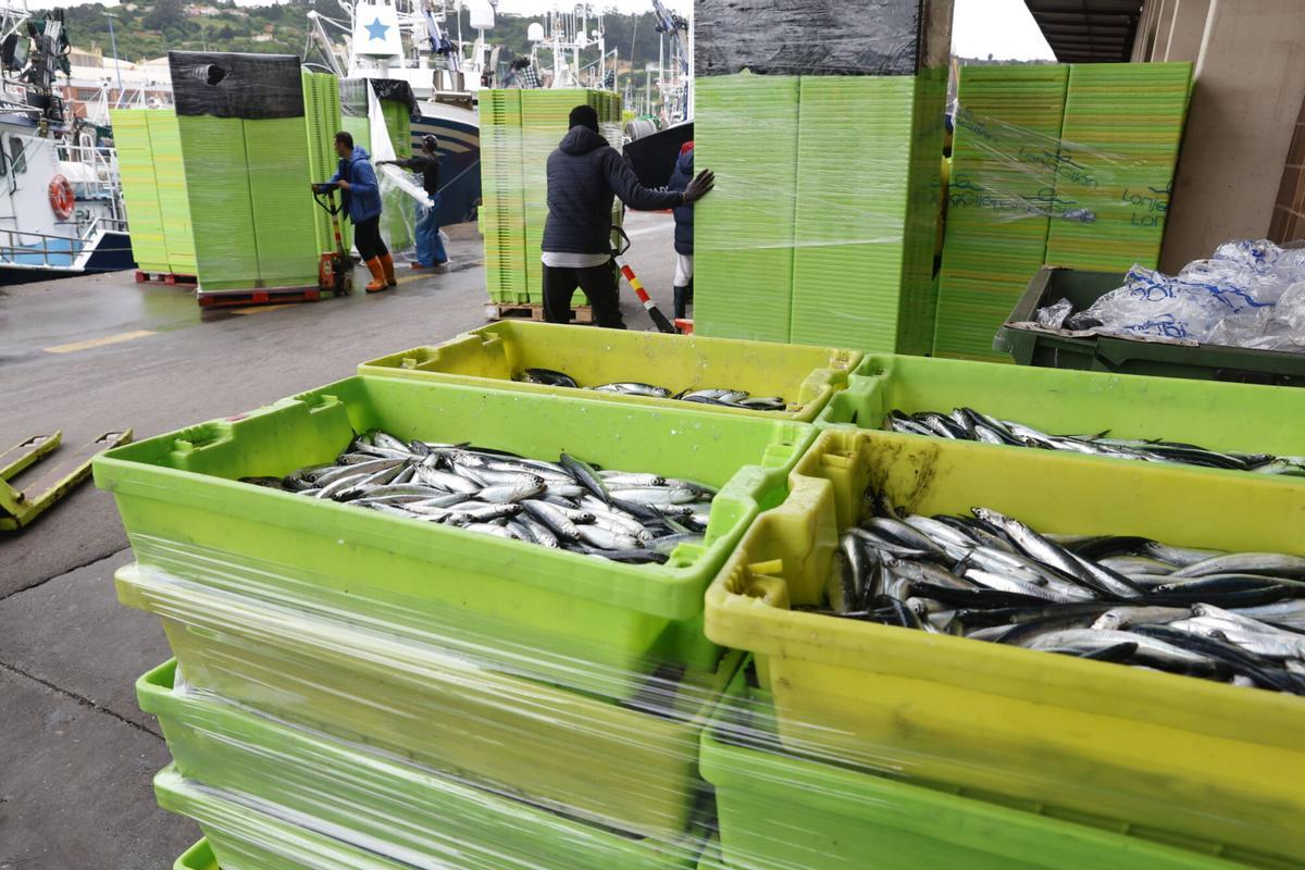 EN IMÁGENES: "Intensa y épica" descarga en Lonja Gijón: más de 65.000 cajas de bocarte y 550.000 kilos de pescado rulado