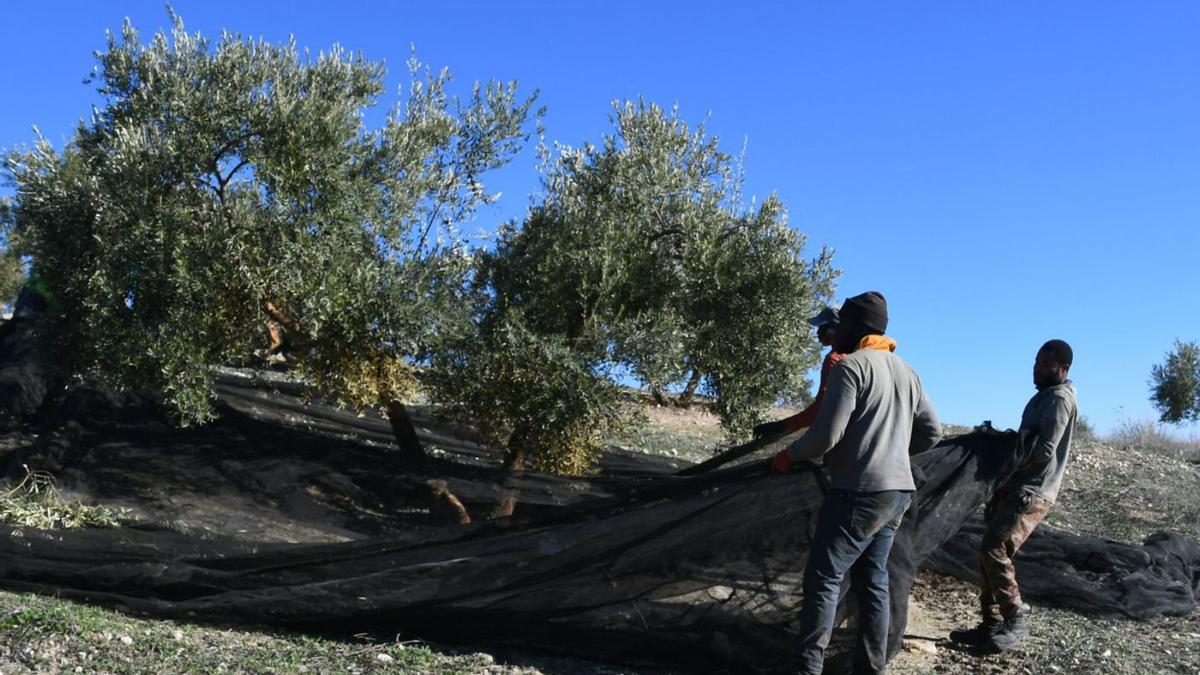 Recogida de la aceituna en una finca de Córdoba durante la actual campaña olivarera. | MIGUEL PÁRRAGA