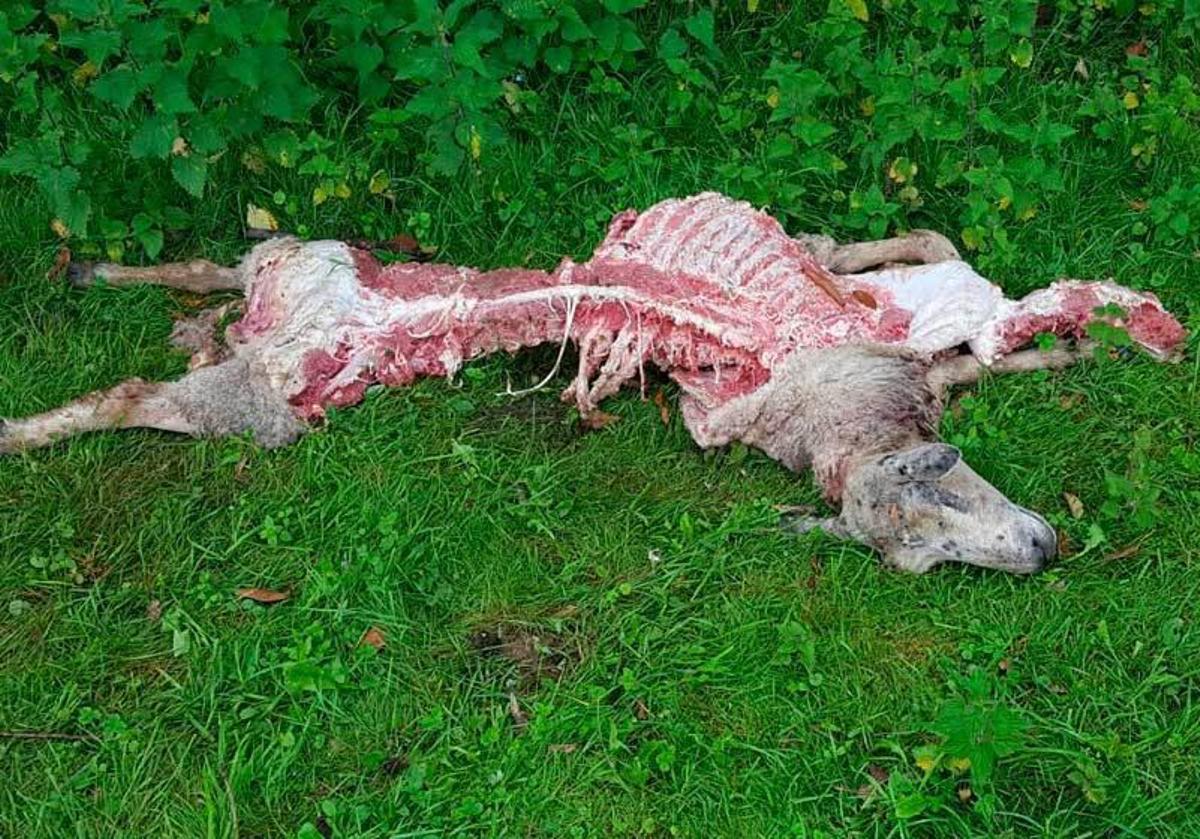 Una de las ovejas que mató el lobo en La Peral.
