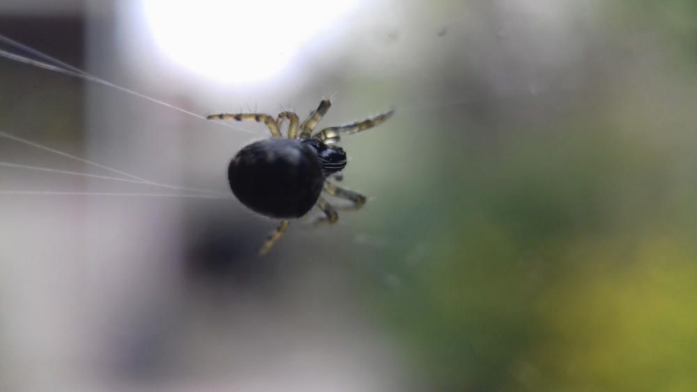 Incansable. L’aranya, petita i treballadora, construeix una teranyina per capturar les preses sense haver de gastar energies.