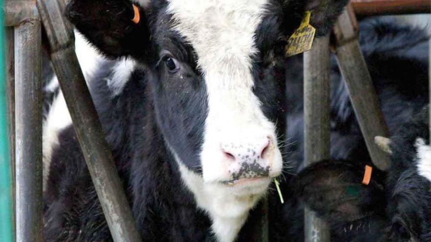 Una ternera frisona, una de las razas vacunas que más leche produce.