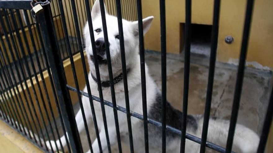 Denuncian el sacrificio de siete perros en Son Reus pese a tener jaulas  vacías - Diario de Mallorca