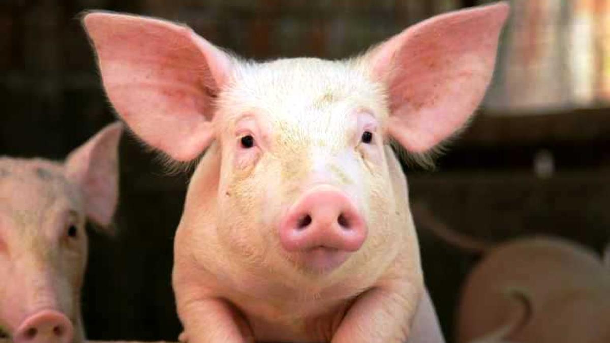 Un cerdo en una imagen de archivo.