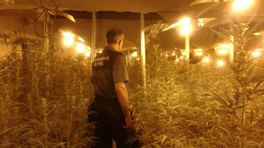 Siete detenidos en As Somozas por la mayor plantación de marihuana en Galicia