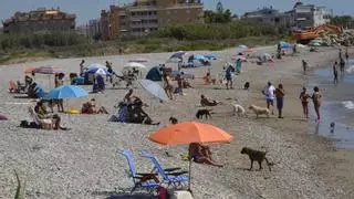Estas son las playas caninas de Castellón para llevar a tu perro... o para evitarlas