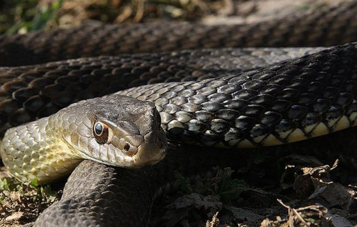 La carabela portuguesa amplía la lista gallega de animales venenosos