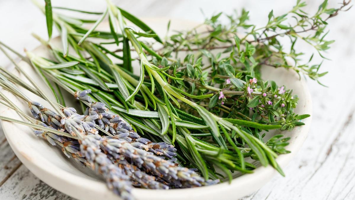 Rituales para la noche de San Juan: Plantas aromáticas y medicinales