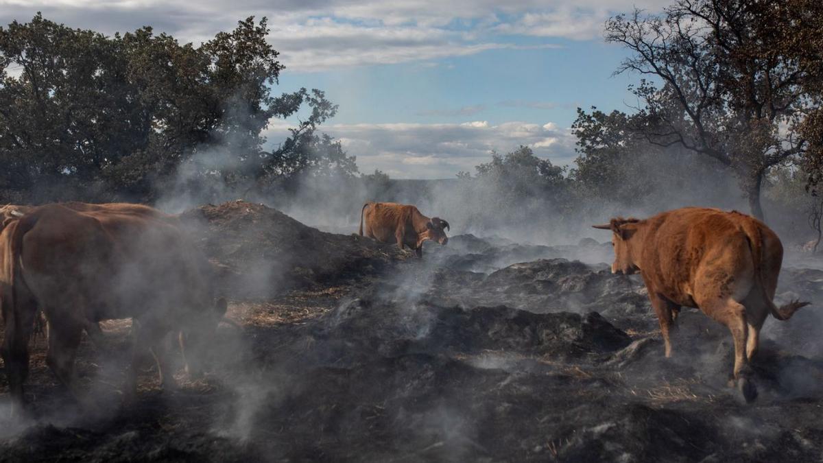 Varias vacas cruzan por un terreno calcinado. | Emilio Fraile