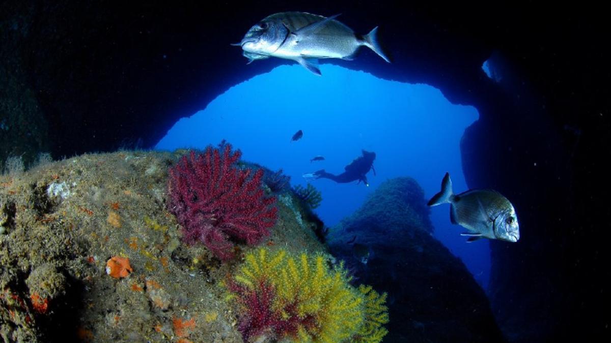 Les Illes Medes, en una imatge d'arxiu.