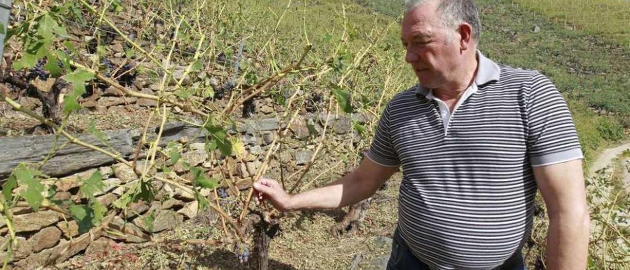 Un viticultor señala algunas de las vides dañadas. // J.Regal