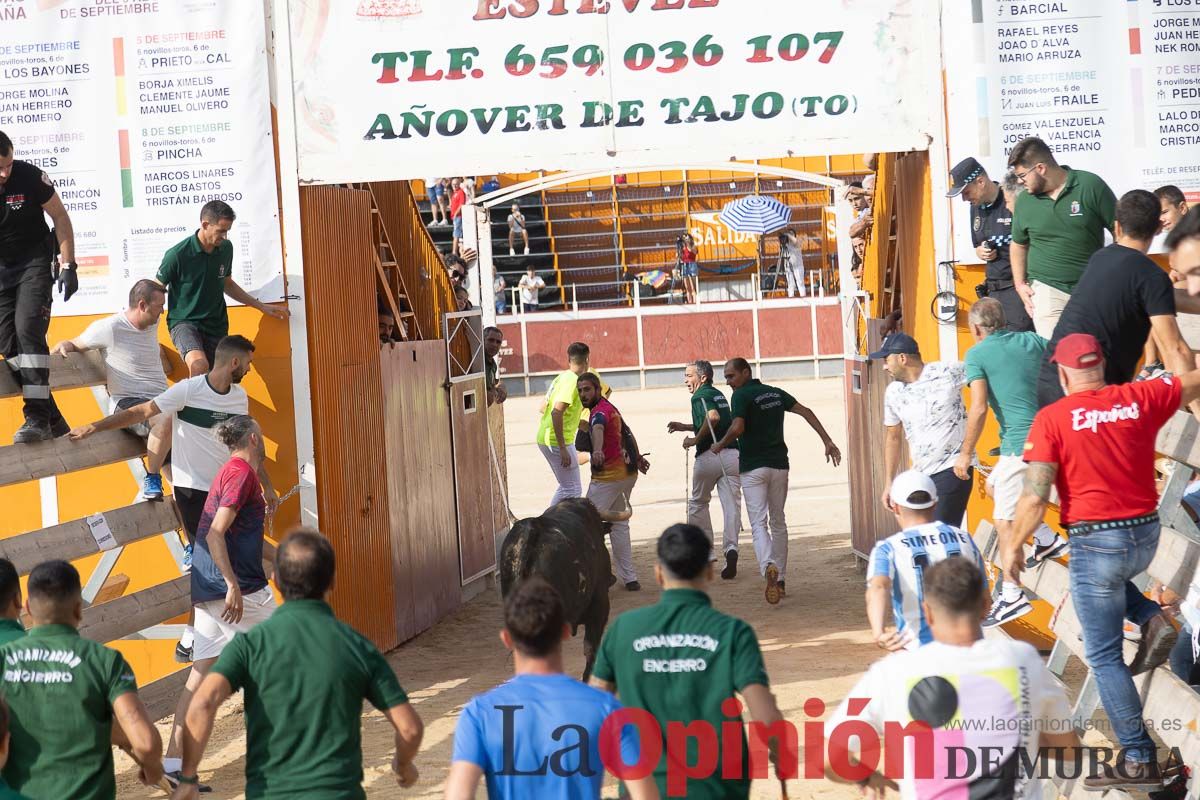 Quinto encierro de la Feria Taurina del Arroz en Calasparra