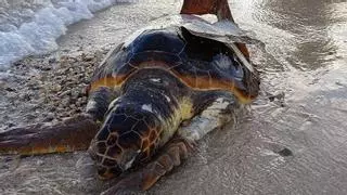 Encuentran una tortuga herida en una playa de Ibiza