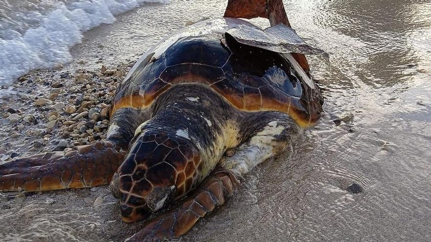 Una tortuga herida en Platja de Pinet