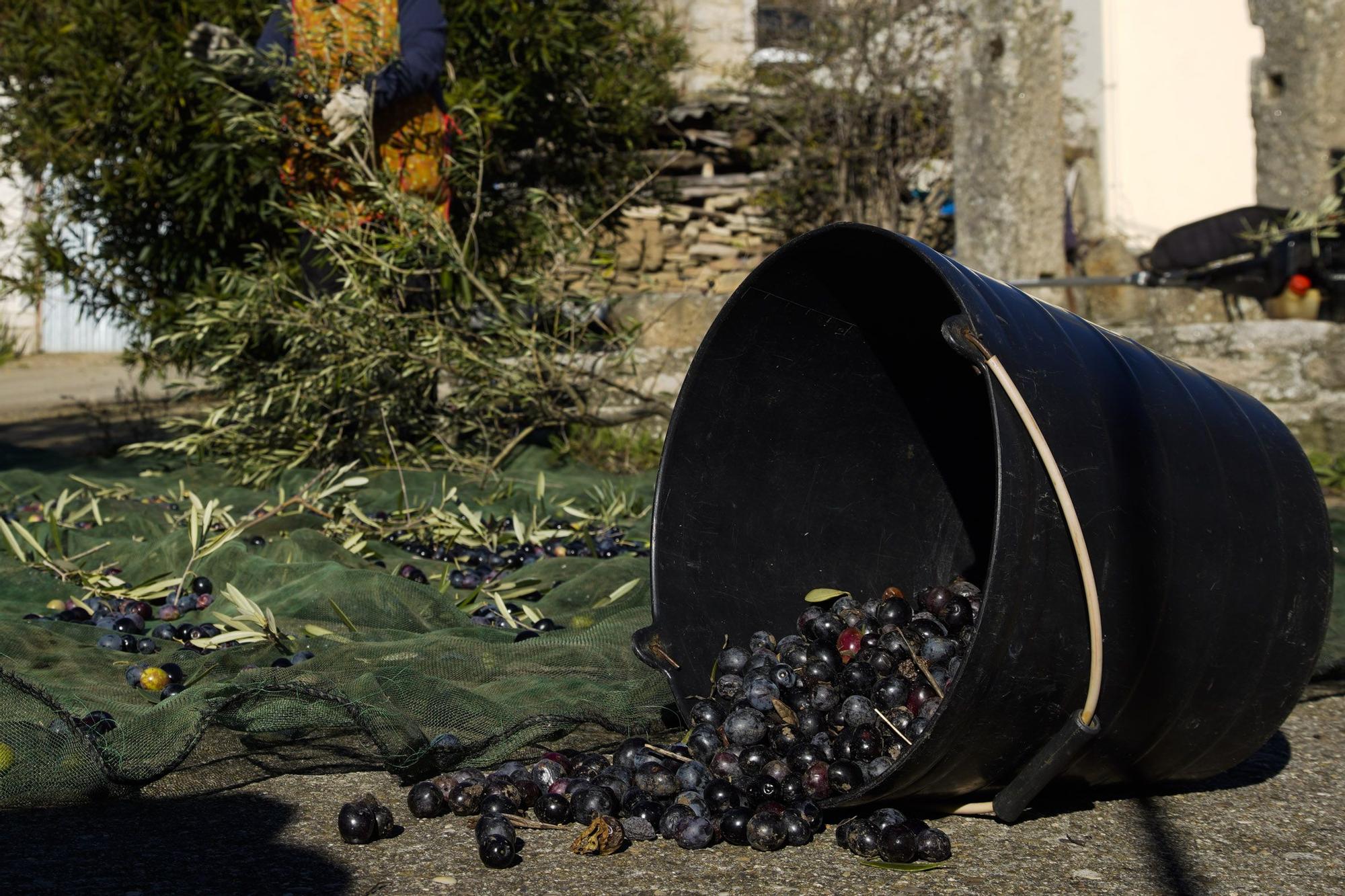 Las mejores imágenes del "cosechón" de aceitunas en Arribes