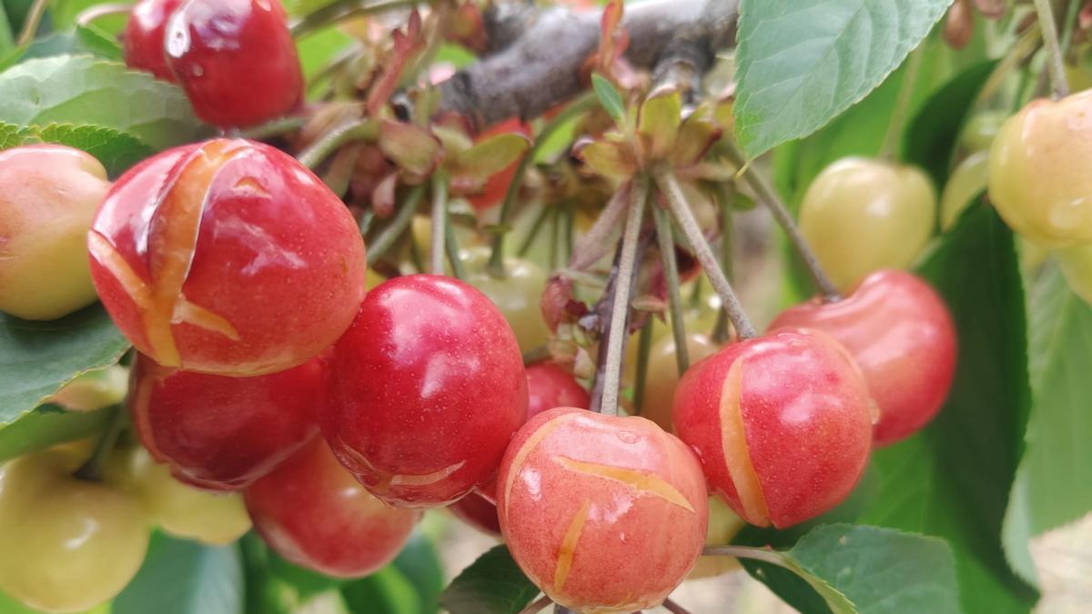 Cerezas dañadas por el agua caída en los últimos días.