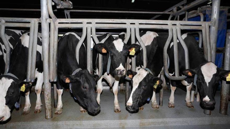 Vacas de leche en una explotación ganadera del concejo de Gozón.