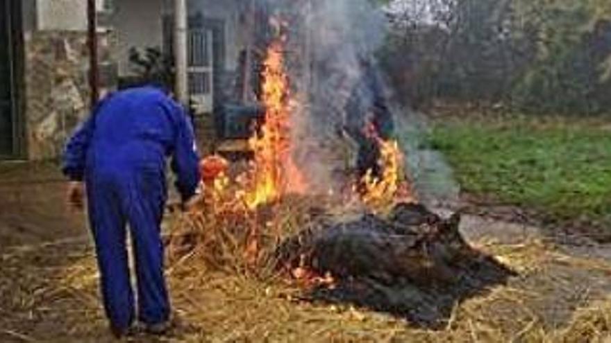 Matanza de verrones en Rabanales