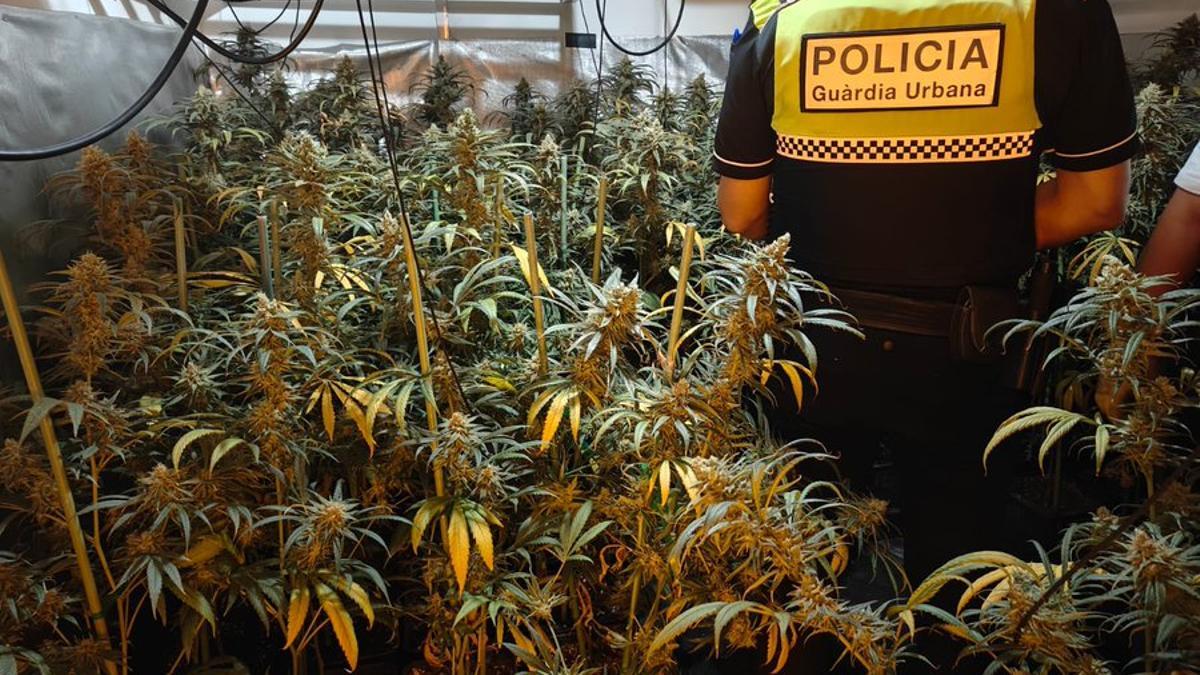 Un agent de la Guàrdia Urbana de Figueres enmig d'una plantació d'interior de marihuana desmantellada en un domicili del municipi