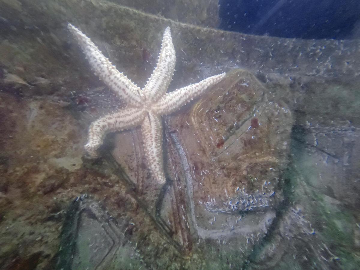 Los microarrecifes de 'Living Ports' se llenan de vida