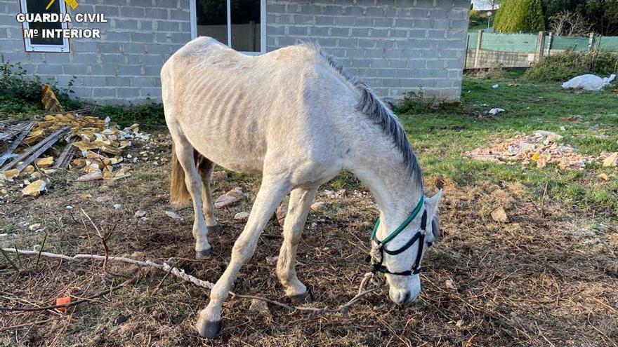 El animal, desnutrido, localizado por el Seprona, atado, en una finca de Cerceda.